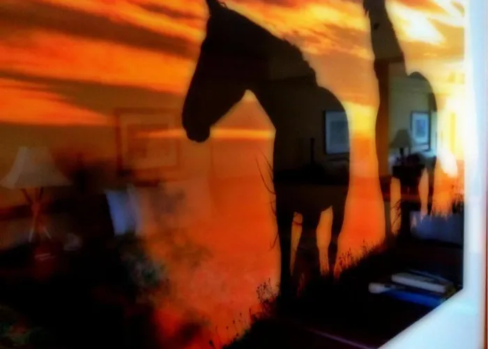 Equus